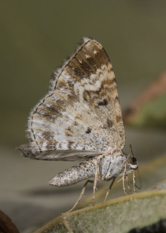 Epirrhoe alternata, Geometridae